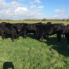 ABERDEEN ANGUS CATTLE