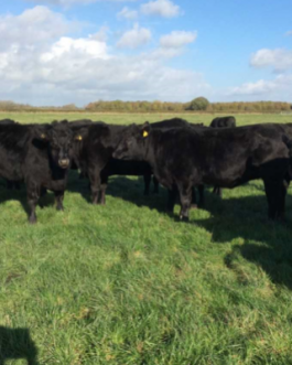 ABERDEEN ANGUS CATTLE