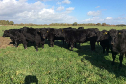 ABERDEEN ANGUS CATTLE