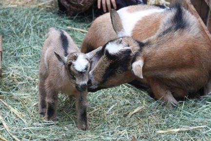 ALPINE DAIRY GOAT