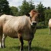 Buy AUBRAC CATTLE