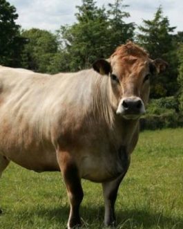 Buy AUBRAC CATTLE