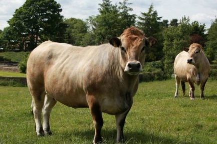 Buy AUBRAC CATTLE