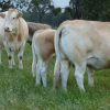 Buy BLONDE D AQUITAINE CATTLE