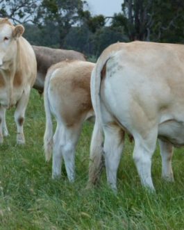 Buy BLONDE D AQUITAINE CATTLE online