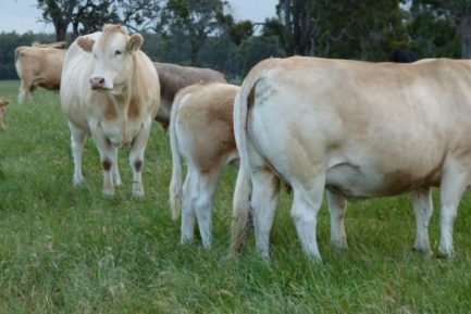 Buy BLONDE D AQUITAINE CATTLE