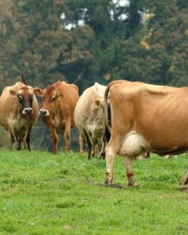 JERSEY DIARY CATTLE