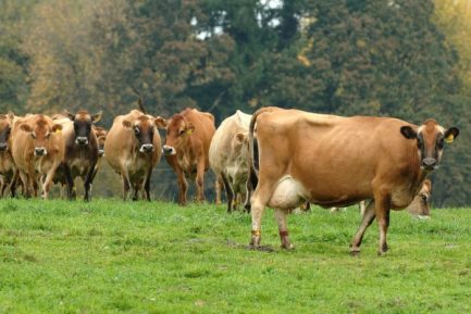 JERSEY DIARY CATTLE