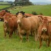 Buy LIMOUSIN CATTLE