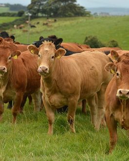 Buy LIMOUSIN CATTLE