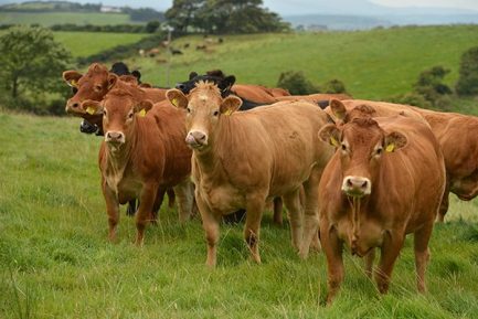 Buy LIMOUSIN CATTLE