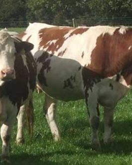 Buy MONTBELIARDE CATTLE online