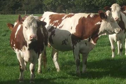 Buy MONTBELIARDE CATTLE online