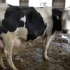 Buy PREGNANT HOLSTEIN HEIFERS