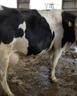 Buy PREGNANT HOLSTEIN HEIFERS