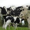 Buy PRIM HOLSTEIN CATTLE online