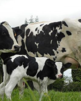 Buy PRIM HOLSTEIN CATTLE online