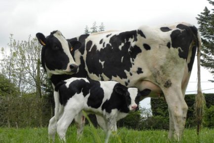 Buy PRIM HOLSTEIN CATTLE online