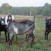 PURE NUBIAN DAIRY GOATS