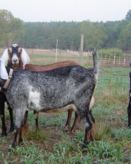 PURE NUBIAN DAIRY GOATS