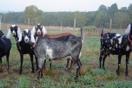 PURE NUBIAN DAIRY GOATS