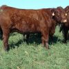 Buy SALERS CATTLE