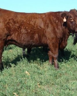 Buy SALERS CATTLE