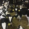 Buy WEANER CALVES online