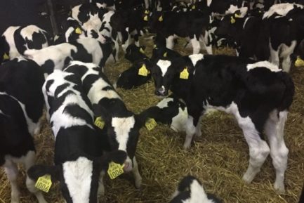 Buy WEANER CALVES online